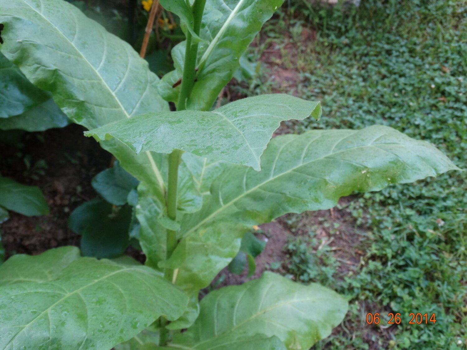 Heirloom Orinoco Lizard Tail Tobacco seeds are available in a packet containing 2000+ seeds