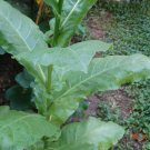Heirloom Orinoco Lizard Tail Tobacco seeds are available in a packet containing 2000+ seeds