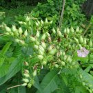 Del Gold Tobacco is a high-yielding and high-nicotine variety of tobacco  1000 SEEDS
