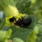Hopi Tobacco, also known as Nicotiana rustic