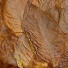 bulk tobacco seeds to grow your own tobacco plants  SEEDS 1000