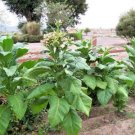 Virginia Gold Tobacco seeds, you may be able to find them through various seed suppliers