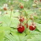 Wild Strawberry (Fragaria vesca) seeds Wild strawberries 100 seeds