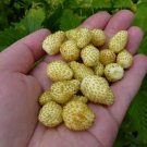 Alpine Strawberry Yellow seeds are for a variety of wild