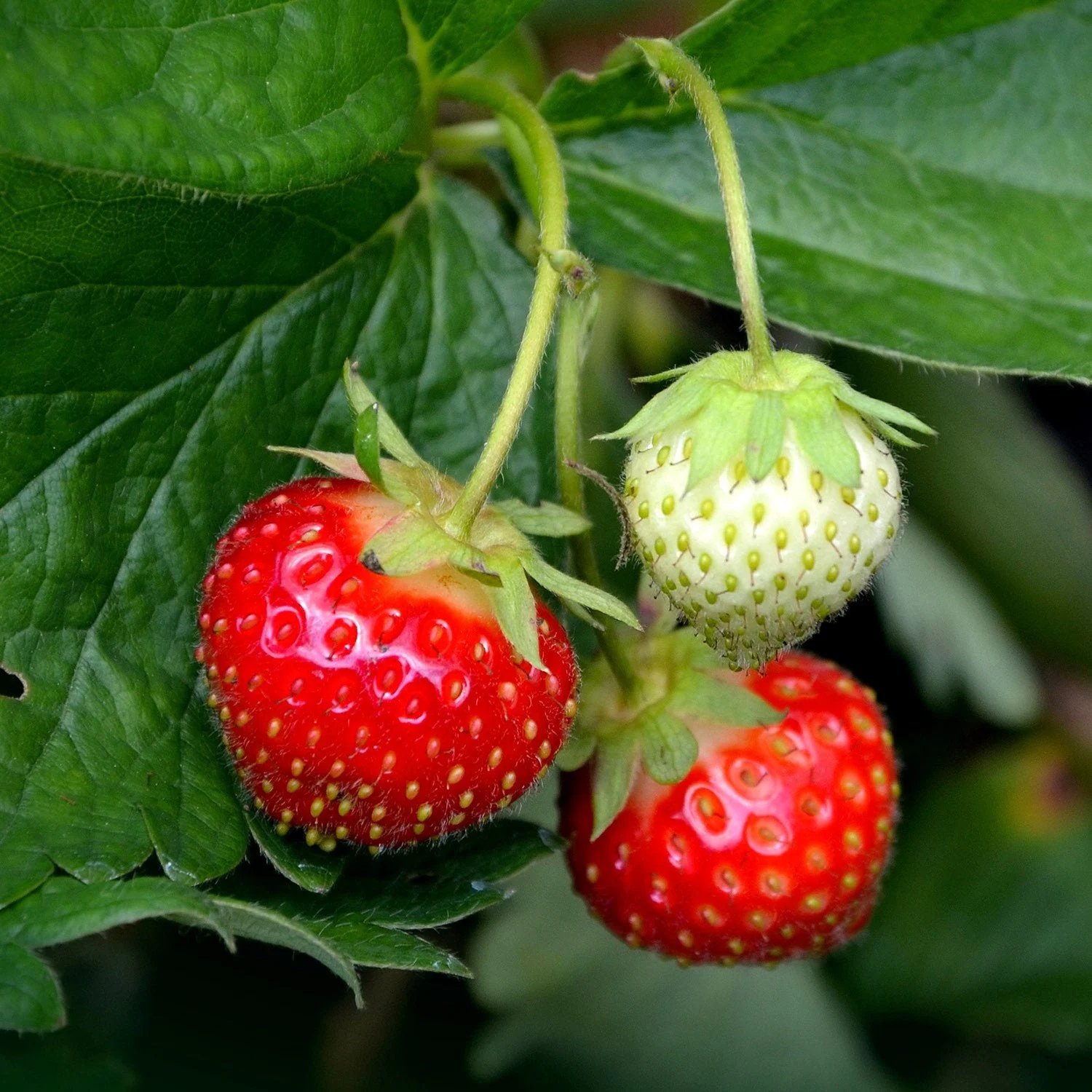 Organic strawberry seeds are typically  heirloom varieties. Non-GMO - Grow Indoors, Outdoors