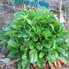 If you're interested in growing sorrel from 100 seeds