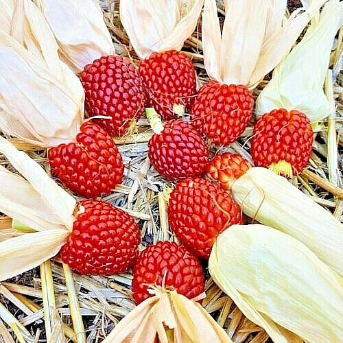 Ruby Jewel (Zea mays) is a unique variety of popcorn corn that produces small