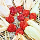 Ruby Jewel (Zea mays) is a unique variety of popcorn corn that produces small