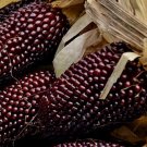 Strawberry Popcorn Seeds are unique and visually appealing