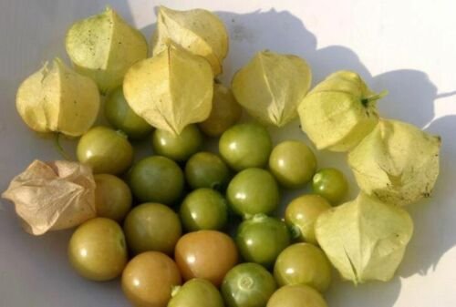 Ground Cherry, also known as Strawberry Husk Tomato or Physalis pruinosa