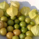 Ground Cherry, also known as Strawberry Husk Tomato or Physalis pruinosa