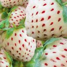 specifically White Pineberry Seeds. This pack contains over 300 seeds