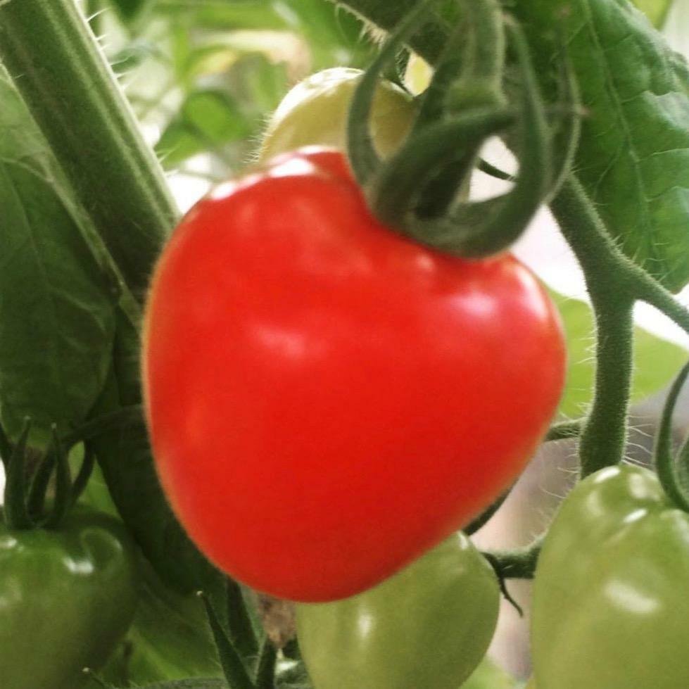 German Red Strawberry Tomato