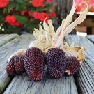 purchase 25 Strawberry Popcorn seeds that are made in the USA