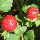 1,000 bulk seeds of Strawberry Indian Duchesnea indica or Tuttifrutti