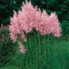 50 Pampas Grass seeds  (Cortaderia selloana)