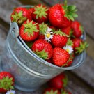 Alexandria Alpine Strawberry (Fragaria vesca 'Alexandria')  20 seeds