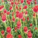 Unique Strawberry Gomphrena Gomphrena (Gomphrena globosa) 30 seeds