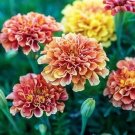 15 Strawberry Blonde Marigold seeds  (Tagetes patula)