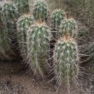 Echinocereus fasciculatus, commonly known as Short-Spined Strawberry Cactus 25 Seeds