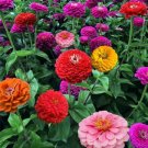 Zinnia "Strawberry Parfait"  a delightful mix of zinnia flowers that offer a vibrant 100 seeds