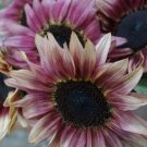 Strawberry Sunrise Pink Sunflower is known for its striking pink petals and dark centers.  25 seeds