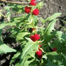 Spinach Strawberry Sticks (Chenopodium foliosum)  500 Bulk Seeds