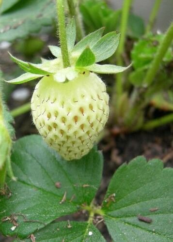 Fragaria alpina var. alba, commonly known as White Alpine Strawberry 50 Seeds