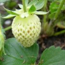 Fragaria alpina var. alba, commonly known as White Alpine Strawberry 50 Seeds