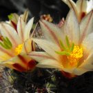 Mammillaria dioica, commonly known as the strawberry cactus 25 Seeds
