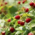 100 Alpine Strawberry seeds  (Fragaria vesca) delightful fruit-bearing plant with white flowers