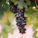 Grapevine seeds, specifically Vitis vinifera 30 seeds
