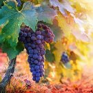 50 Wine Grape Vine Seeds for Planting" that ships from Iowa