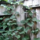 10 Crimson Glory Grape Vine Seeds for Planting (Vitis coignetiae)