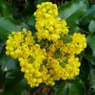 20 seeds Tall Oregon Grape native plant found in the western regions of North America