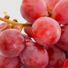 20 Sweet Red Grape seeds from a USA seller, here are some points to consider