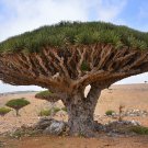 5 pcs Dragons Blood Plant Tree Seeds, Dracaena Draco