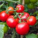 50 Tomato Seeds - Tomato Money Maker - Easy to Grow