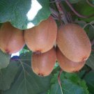 25 Kiwi Fruit Seeds - Actinida Chinesis Tasty - Easy to Grow