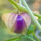 25 Tomatillo Seeds - Edible Fruit Verde Puebla Seeds - Easy to Grow
