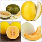 40 Melon Seeds - Sweet Orange White and Rock Santa - Easy To Grow