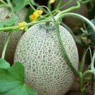 20 Melon Rock Seeds - Orange Sweet Juicy Sweet Favors - Easy To Grow