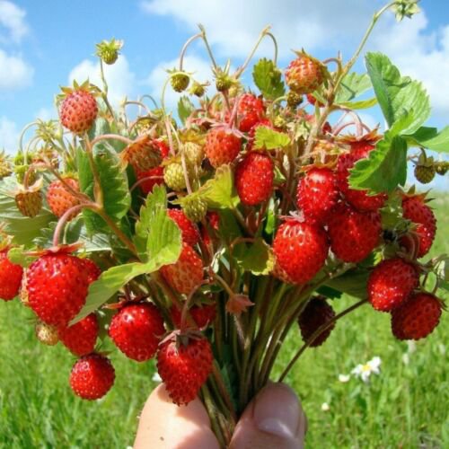 100 Strawberry Baron Seeds - Edible Fruit Seeds - Easy To Grow