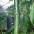 7 Cucumber Seeds - Burpless Tasty Green Seeds - Easy To Grow