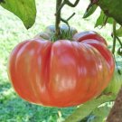 10 Tomato Brandywine Pink Seeds - Big Fruit Seeds - Easy To Grow