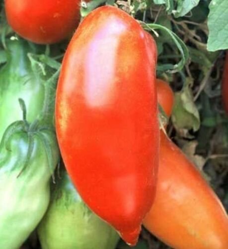 15 Tomato Ram's Horn Seeds - Summer Vegetable Garden Fruit Seeds - Easy To Grow
