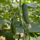 10 Cucumber Marina Seeds - Vegetable Garden Fruit Seeds - Easy To Grow