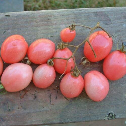 15 Thai Pink Egg Tomato Seeds - Vegetable Garden Fruit Seeds - Easy To Grow