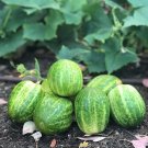 15 Cucumber Richmond Green Apple Seeds - Vegetable Garden Fruit Seeds - Easy To Grow