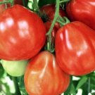 15 Tomato Big Red Pear Seeds - Vegetable Garden Fruit Seeds - Easy To Grow